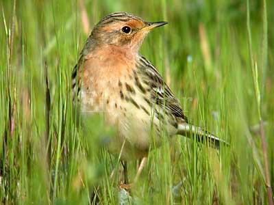 skylark