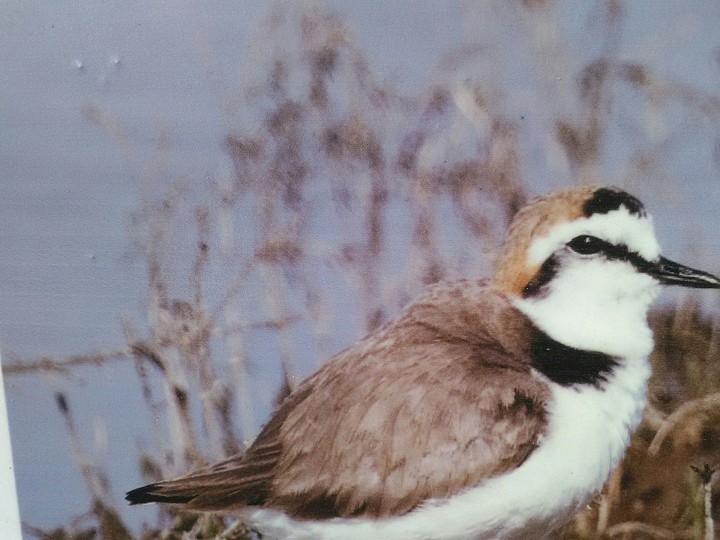 little bird 