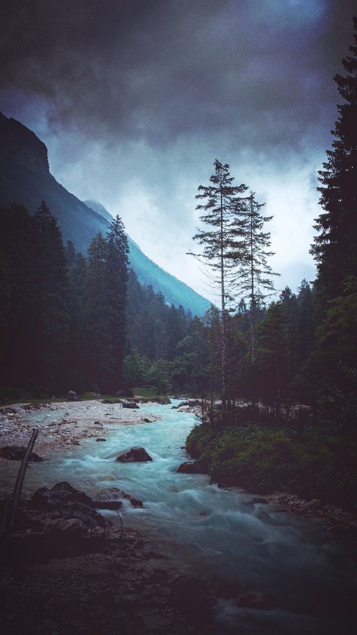 the forest is a creek