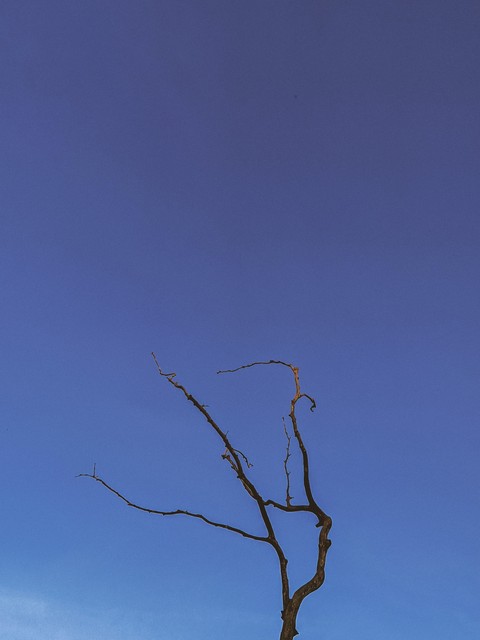sfondi trunk, cloud