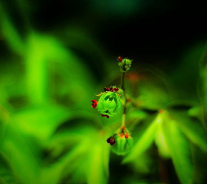 greeny