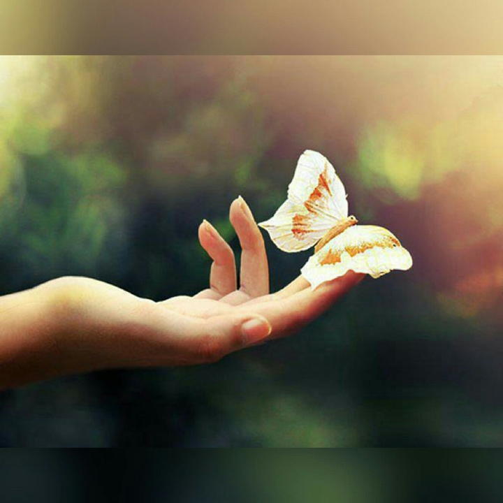 Cute butterfly