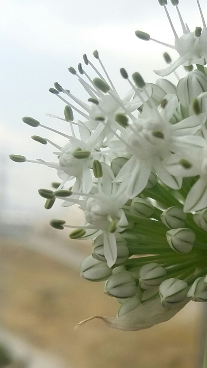whiteBeauty