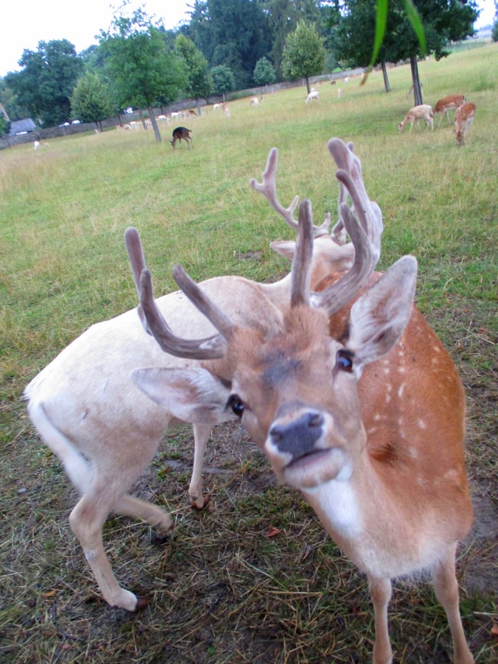 Fallow Deer 