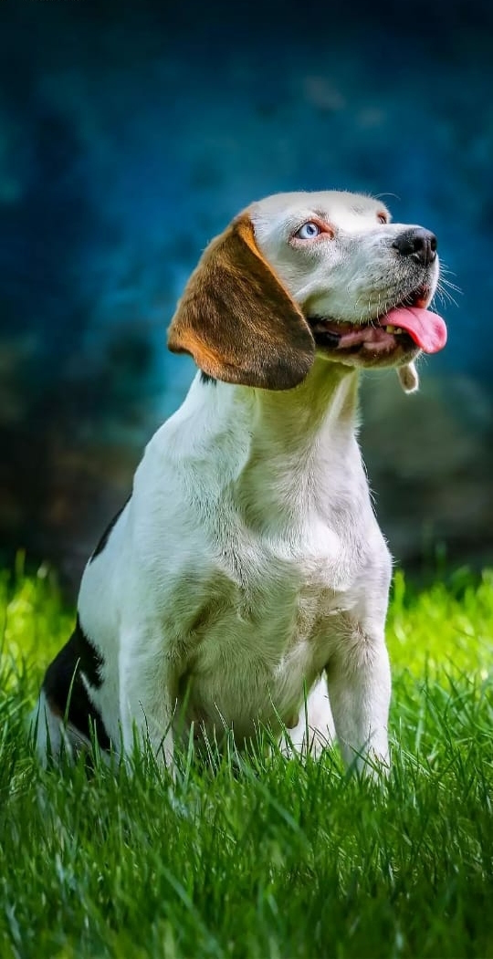 lovely dog