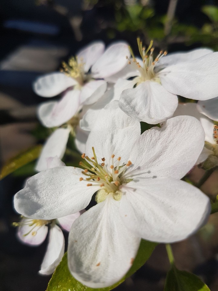 White flower
