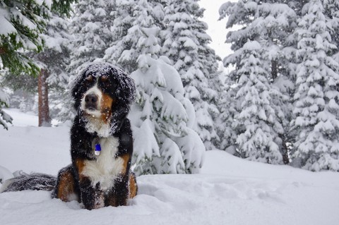 winter dog