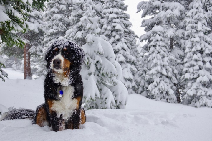 winter dog