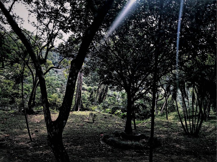 Into the Woods