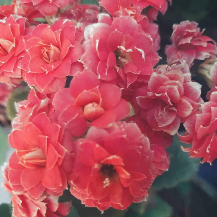 red roses