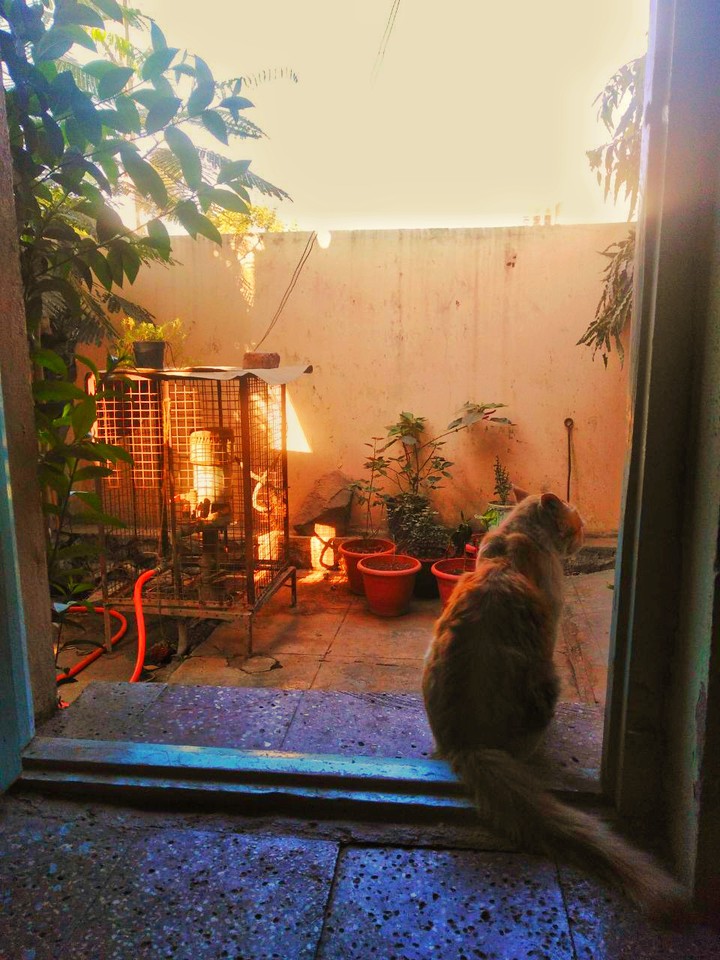 a cat on the door