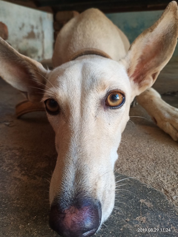 dog