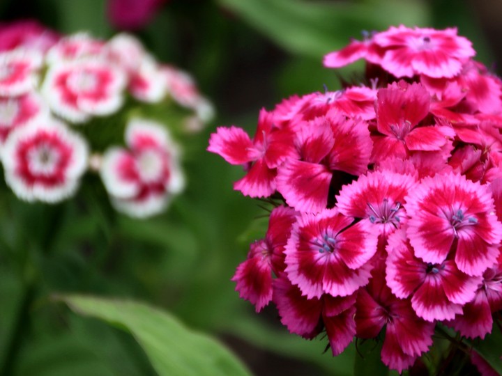 Beautiful carnations