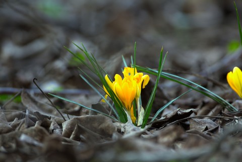 spring, petal Hintergrundbilder