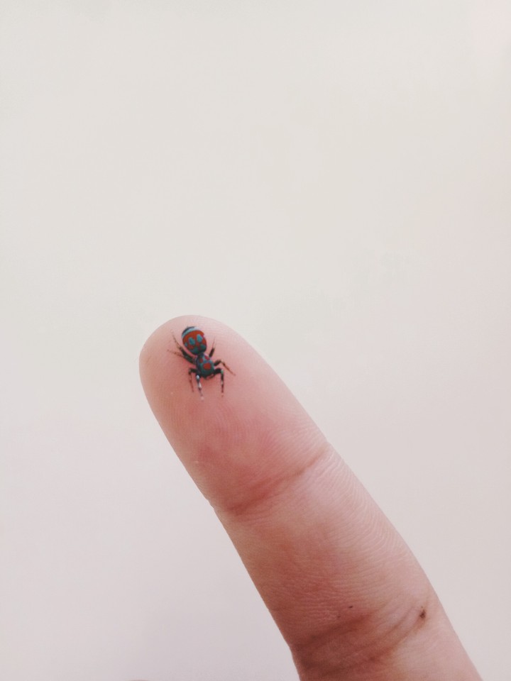 spider