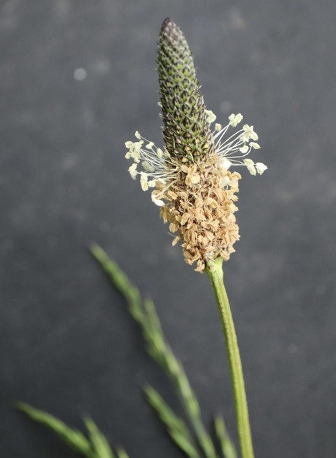 flower, evergreen háttérképek