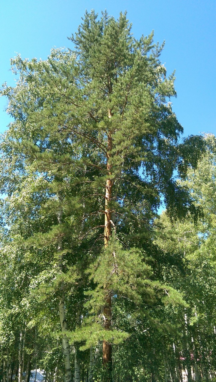 сосна