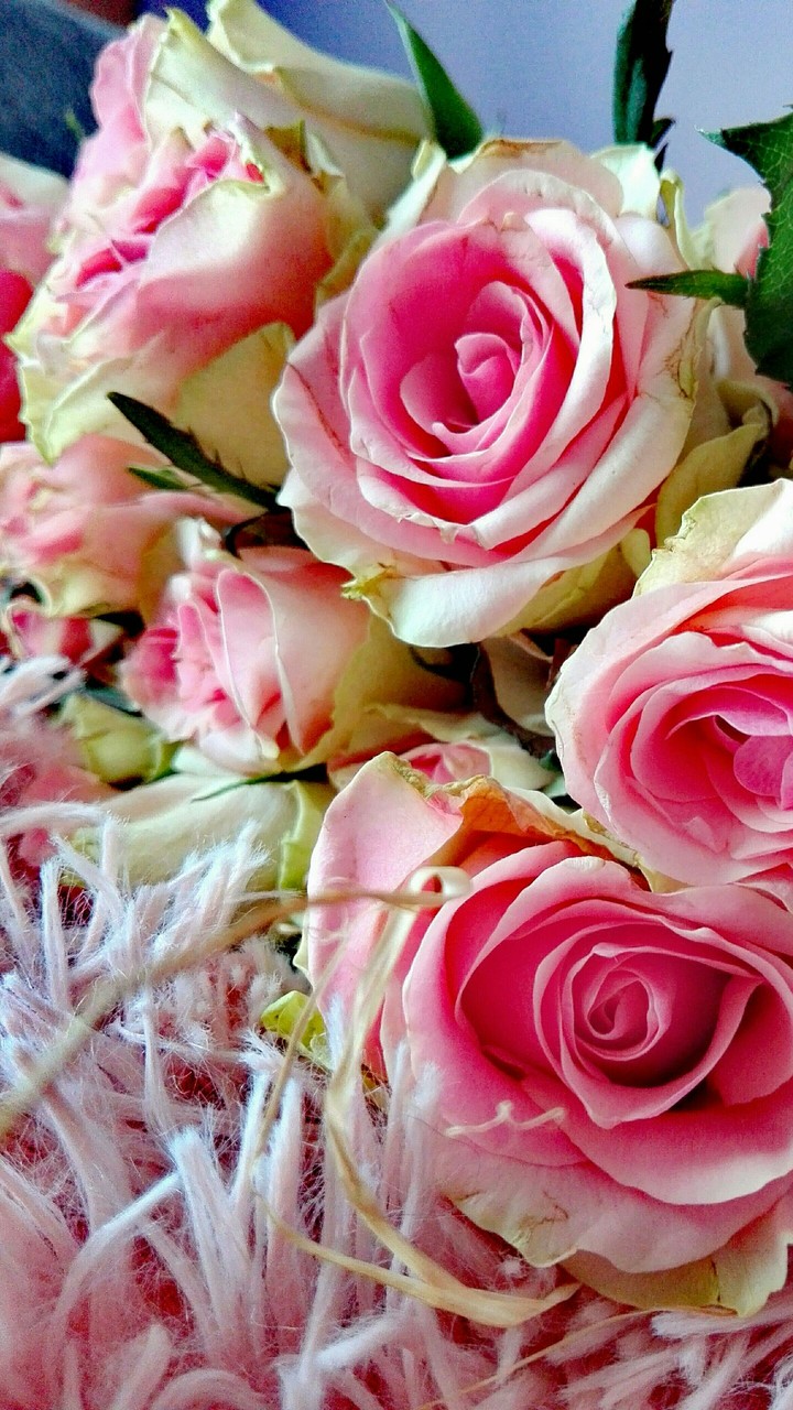 Rose pink