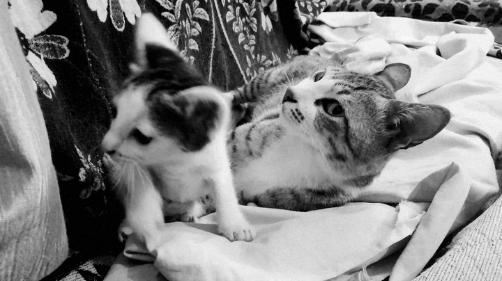 kitti kitten