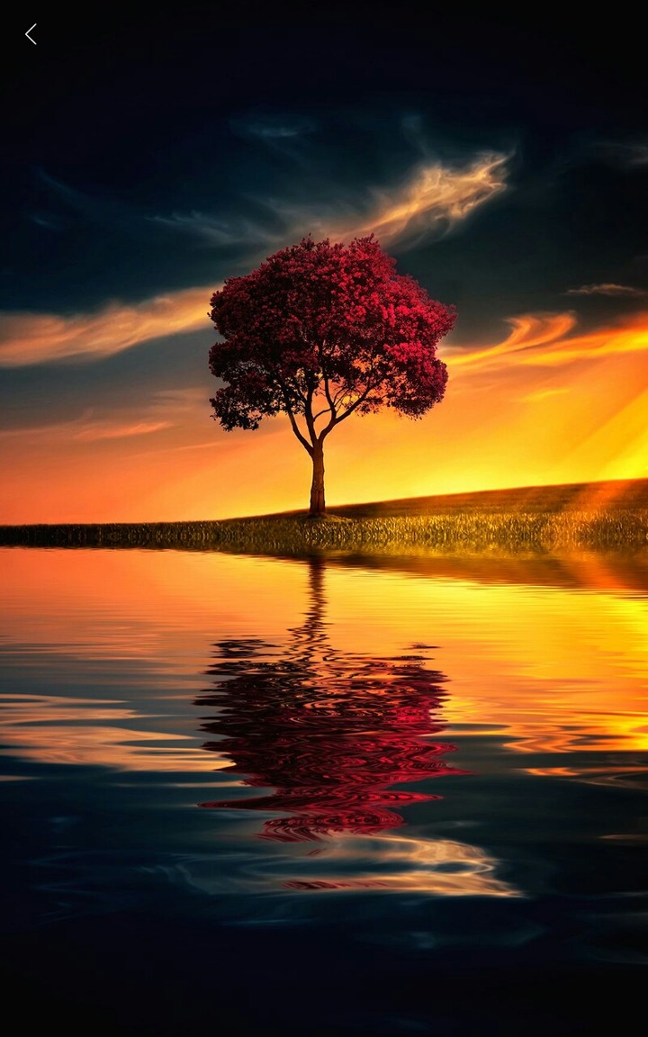Tree❤