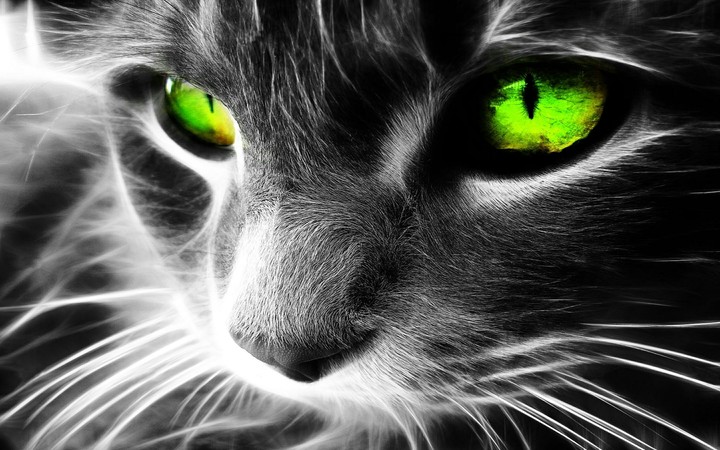 cat