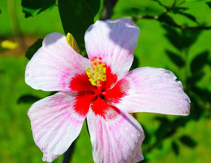 hibiscus ?