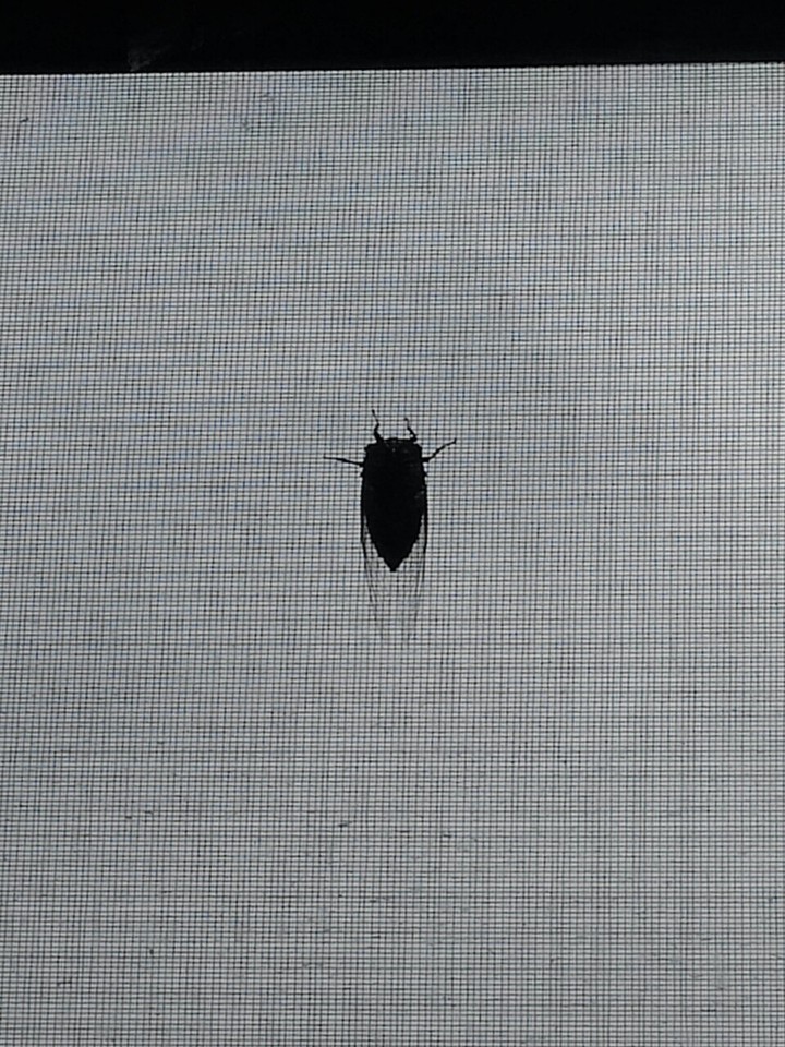 염탐자
