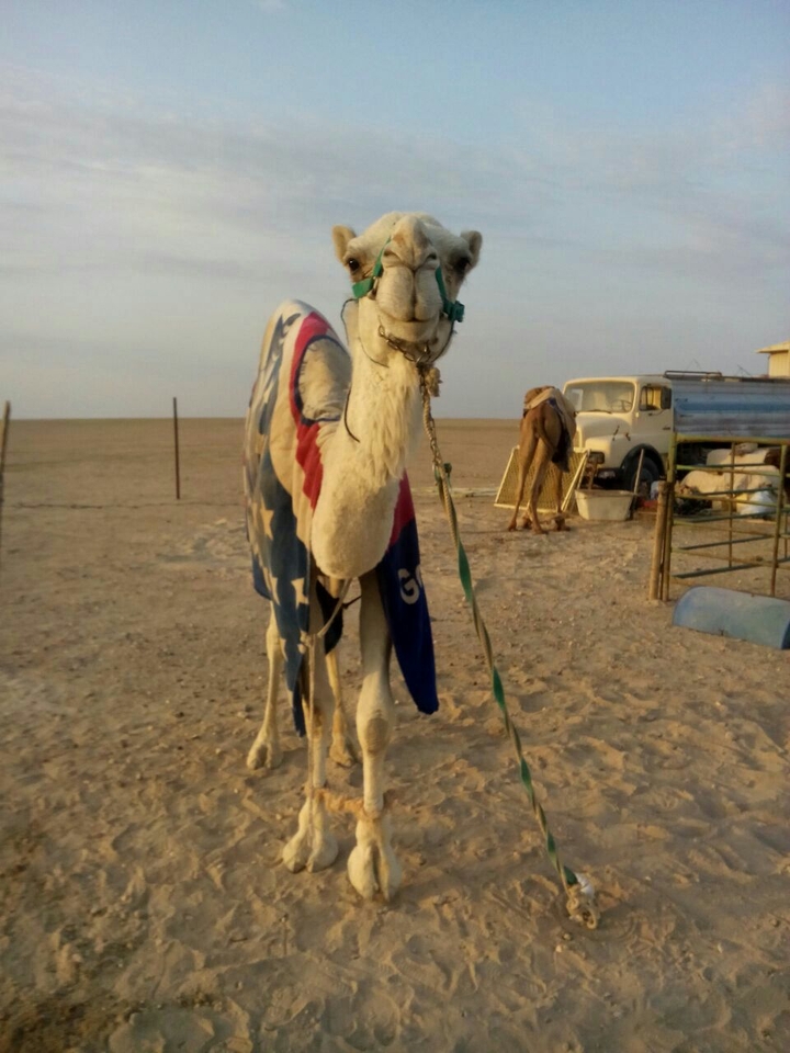 Camels on desert........!!!!