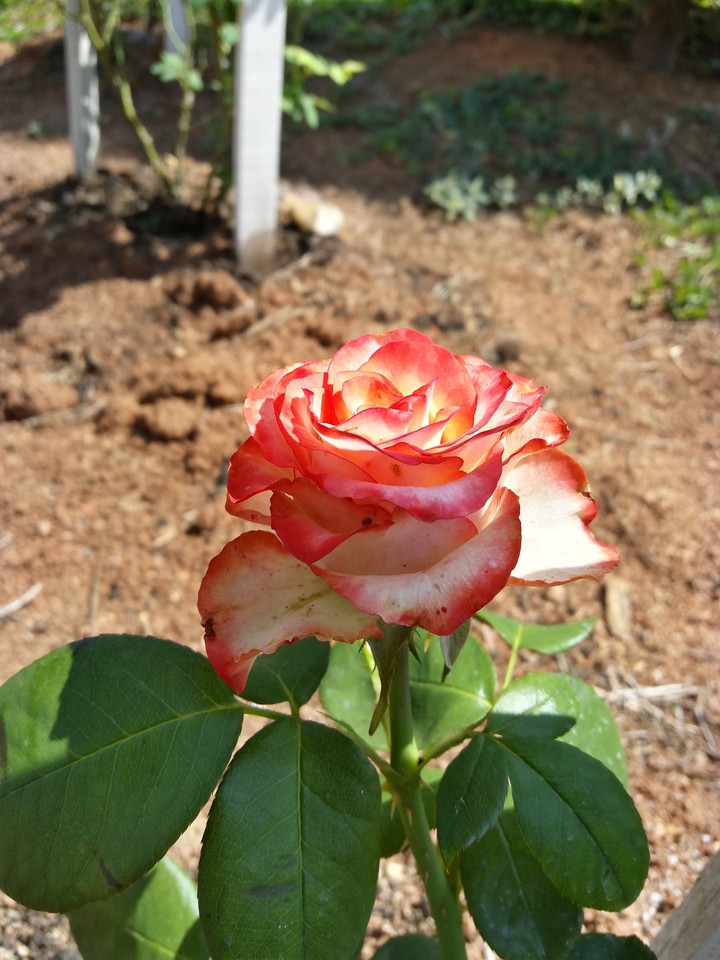 Rosa