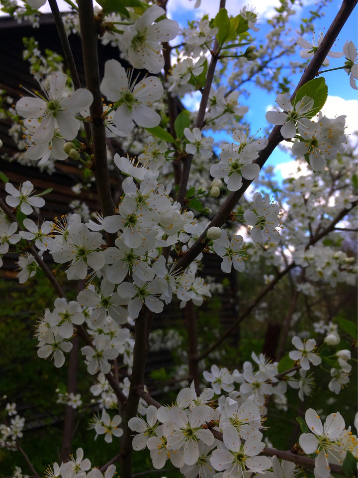 природа
