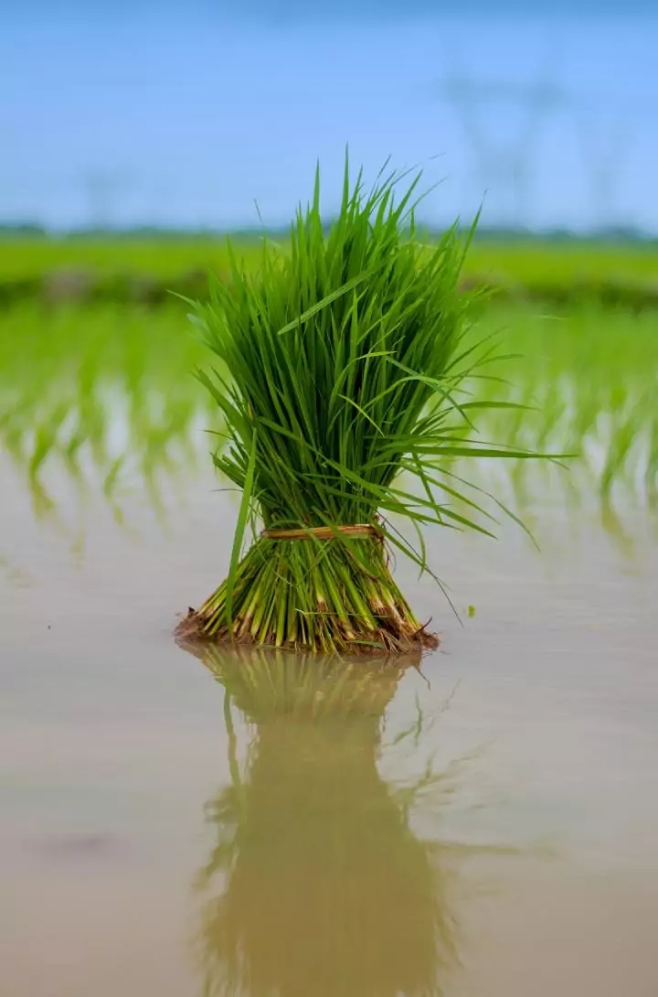 farmation of information