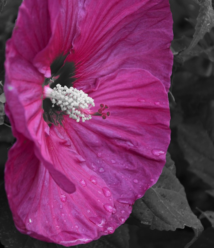 Hibiscus