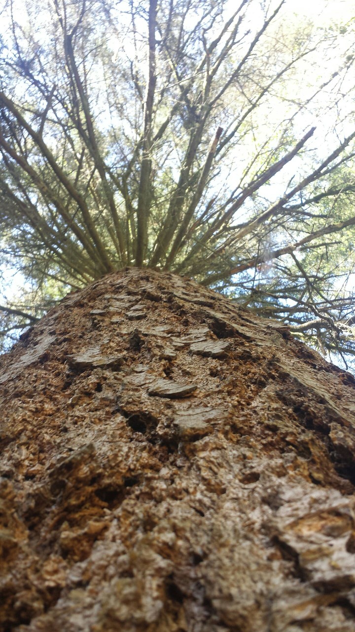 Looking Up