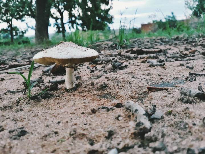 Mushroom