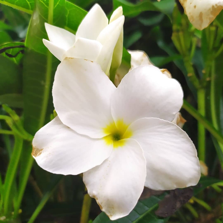 flores