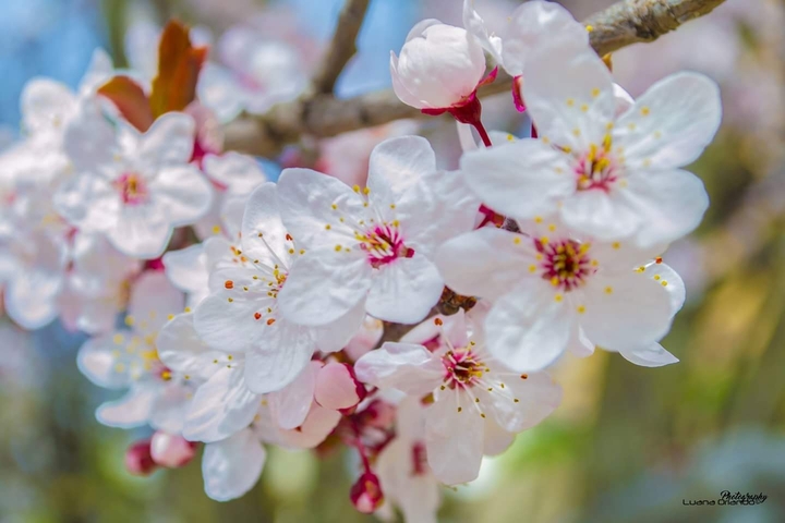 La primavera che sboccia