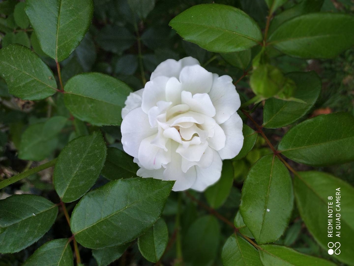 white rose