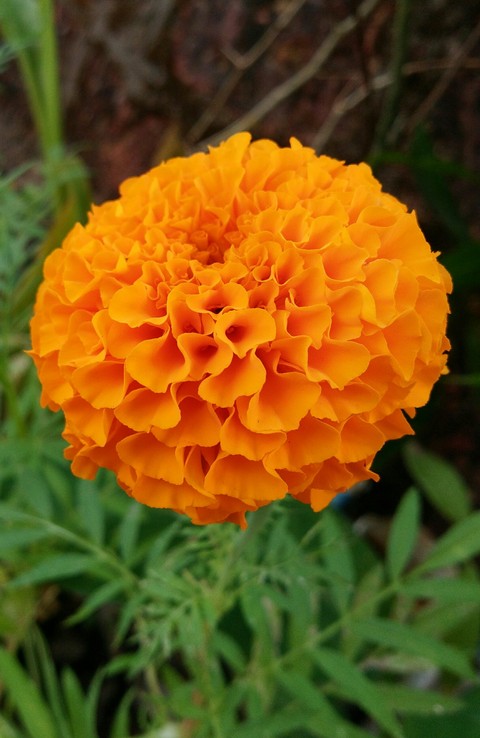 VIPUL