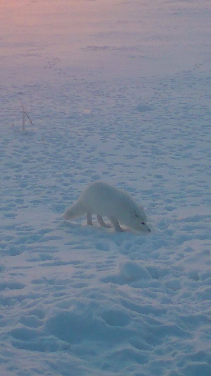 white fox / Siberia 2017
