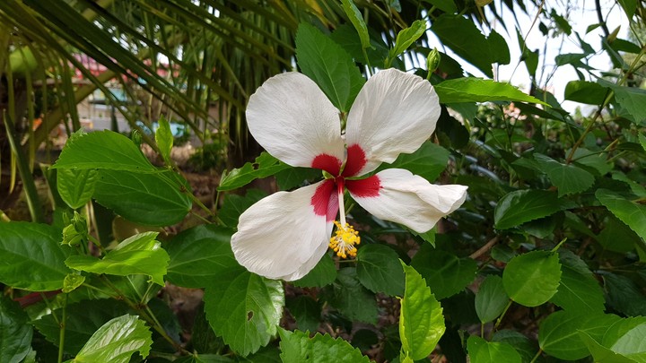 Hibiscus