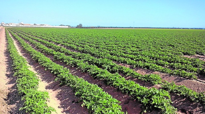 Patatas