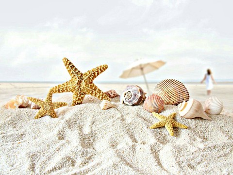 тапети Shell, summer