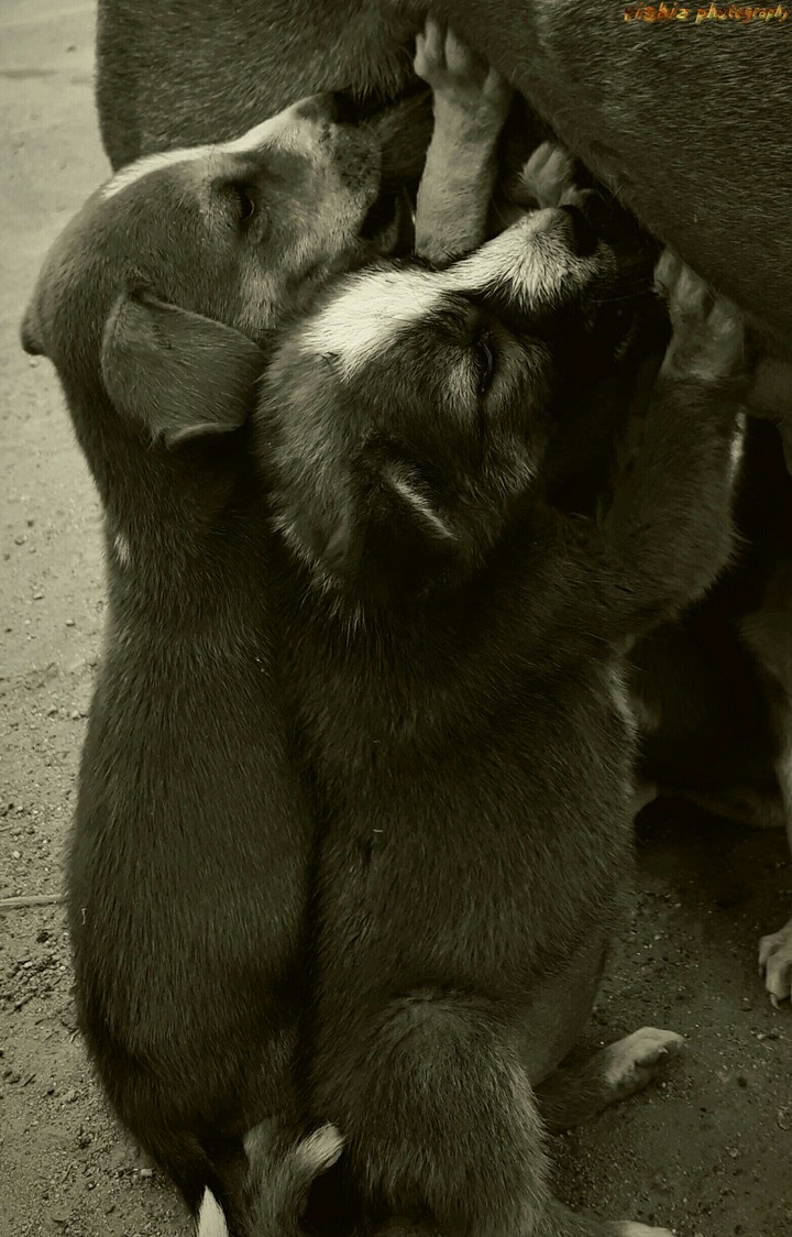 Puppies