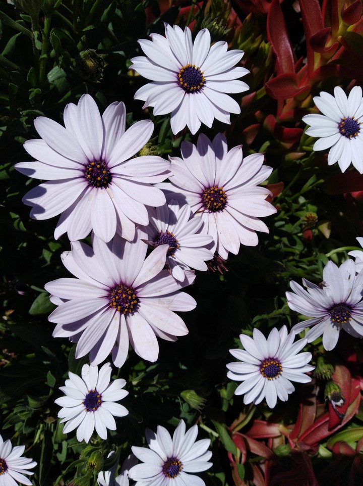 Flores