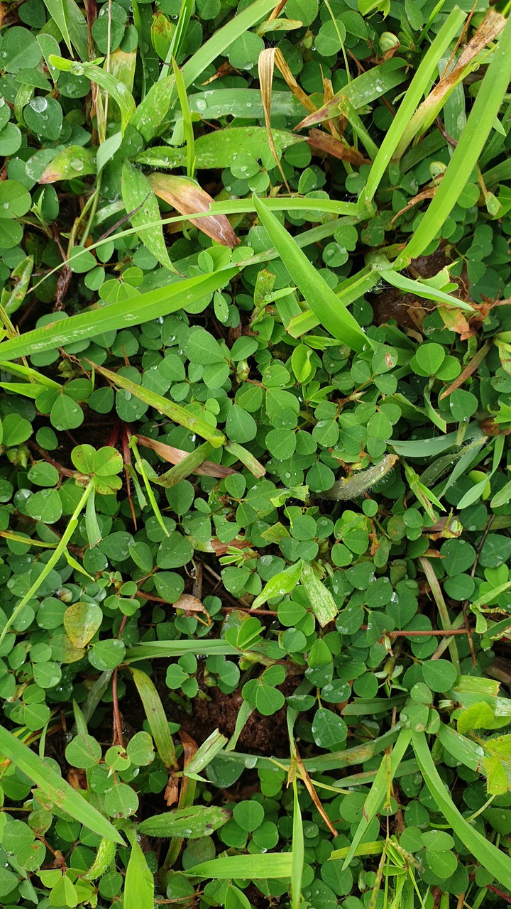 Green grass