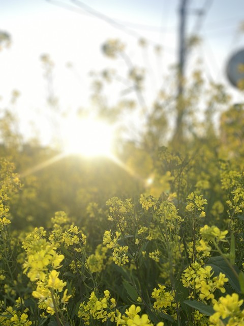 leaf, sunlight wallpapers