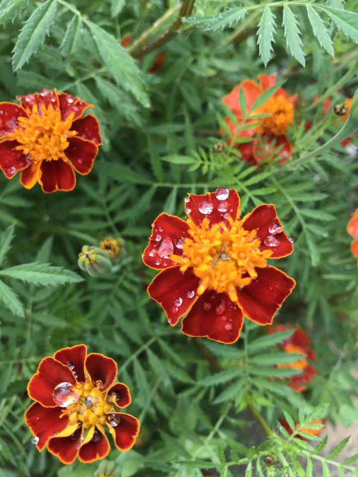 after the rain