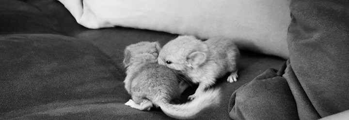 Baby's Chinchilla