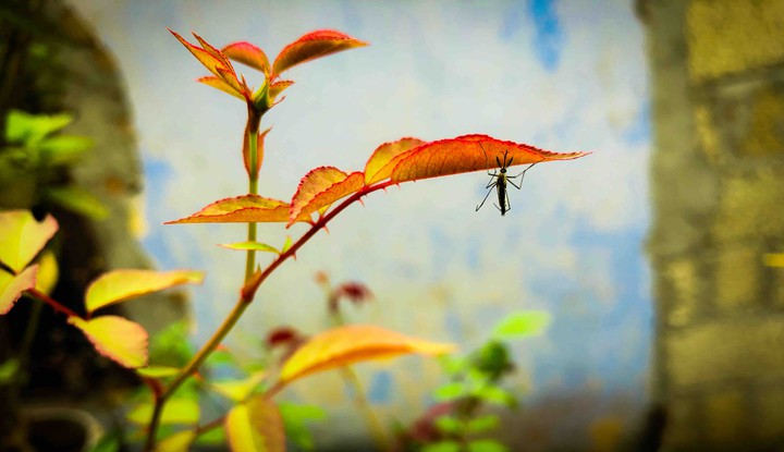 insect