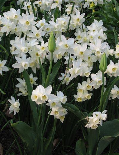 spring flowers